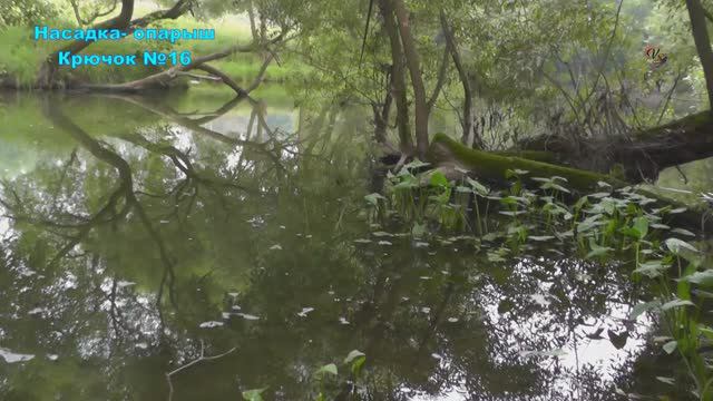 Поклёвки мелочёвки на поплавок_ уклейка, плотва, елец, пескарь, окунь. Рыбалка мах.удочкой. Fishing