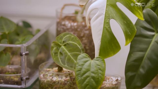 Inside @unplantparenthood's loft with a jaw-dropping rare plant collection | Houseplanted смотреть онлайн