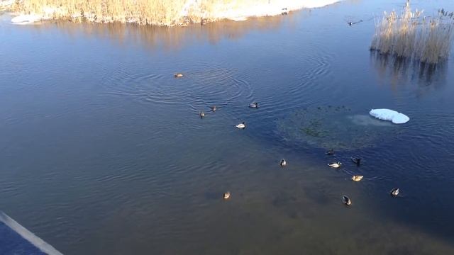 Утки в центре Челябинска на реке Миасс смотреть онлайн