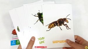 Проф-Пресс. РАЗВИВАЮЩИЕ КАРТОЧКИ. НАСЕКОМЫЕ
