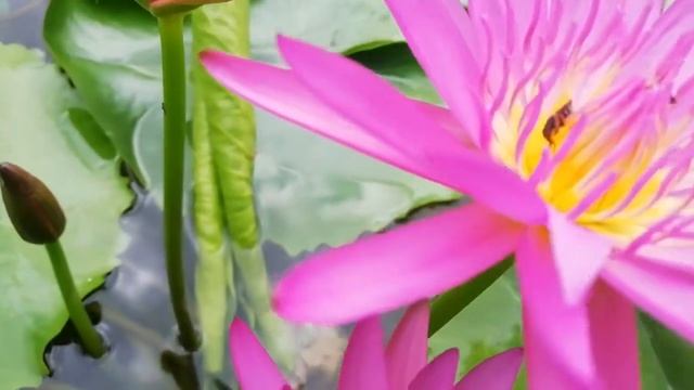 New Hybrid MGP lovely pink waterlily|New hybrids смотреть онлайн