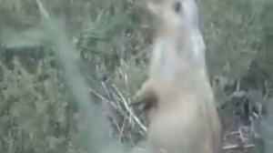 Что за зверь такой? Байбак?