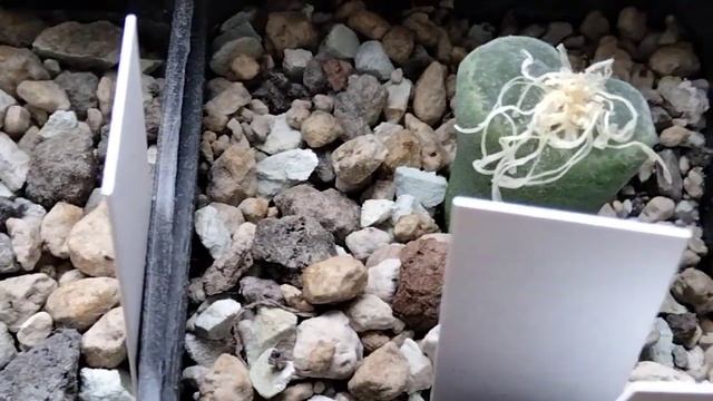 Зимовка суккулентов.Коллекция офтальмофиллумов.Цветение конофитума зимой.