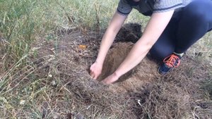 Высадка рассады тыквы в открытый грунт. ЛАЙФХАК!