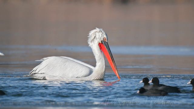 Кудрявый пеликан на зимовке