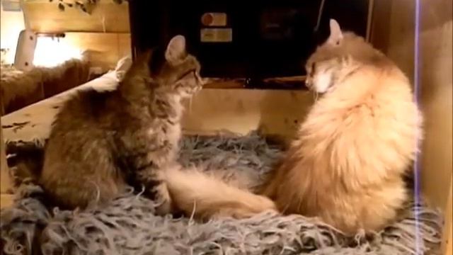 хочешь, но молчишь! смотреть онлайн