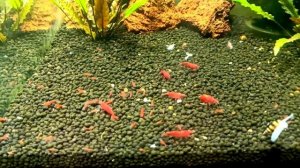 Креветки черри