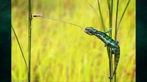 "Позвоночные животные", Окружающий мир 3 класс ч.1, с.106-126, Школа XXI век.