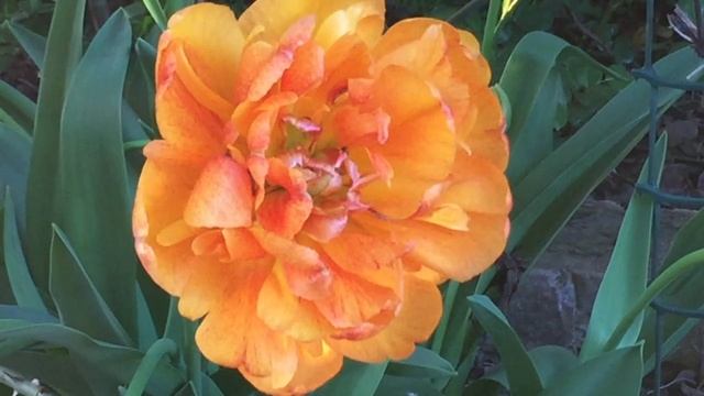 ВЕСЕННИЕ ЦВЕТЫ и ПРЕКРАСНАЯ МУЗЫКА СЕРГЕЯ ЧЕКАЛИНА смотреть онлайн