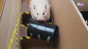 Лабиринт змеи! Препятствия для хомячка с ловушками!