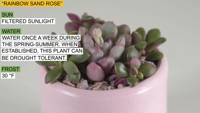 Rainbow Sand Rose смотреть онлайн