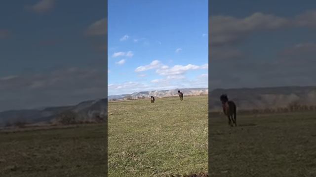 АРАБСКИЙ ЖЕРЕБЕЦ ПОКРЫВАЕТ КОБЫЛЫ