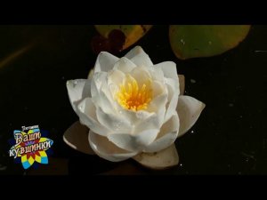 Нимфея  Siam Jasmine (Сиам Жасмин) кувшинка, waterlily, водные растения, пруд