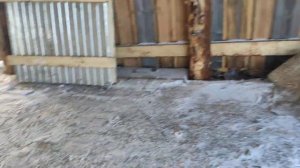 Пихтоварка анонс