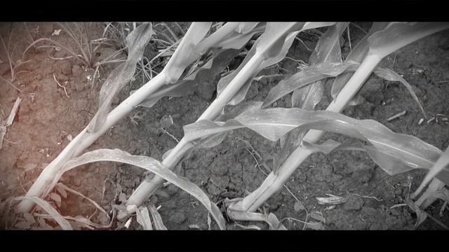 Кольцевая бактериальная гниль картофеля