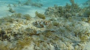 Каракатица выпускает чернильное облако. Бухта Sahl Hasheesh. Красное море. Египет.