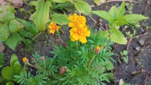 Бархатцы, тагетис, чернобрывцы. Классная дача. Костанай.