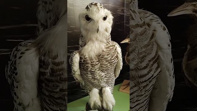 White eagle owl wild animals Белый филин Дикие животные