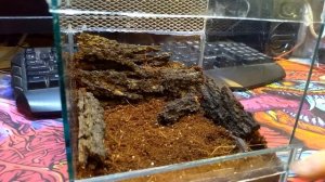 Пересадка скорпионов Lychas tricarinatus/Lychas mucronatus.