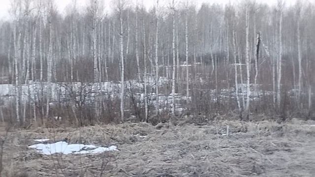 сибирская косуля!