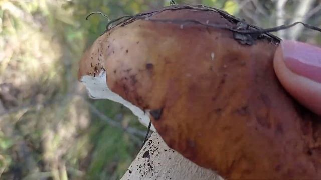 26 сентября 2021 г. смотреть онлайн