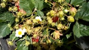 Земклуника Купчиха  в 2018 году. ЛПХ Ягода-Клубника.