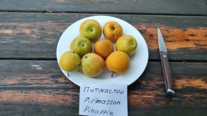 Яблоко-ананас. Яблоня сорт осенний Питмастон (apple Pitmaston). Pinapple. Обзор и дегустация