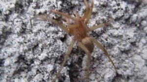 ПАУК ВОЛК (Lycosidae). В МИРе животных глазами ребенка. Никита Нюняев. Одесса Октябрь 2017