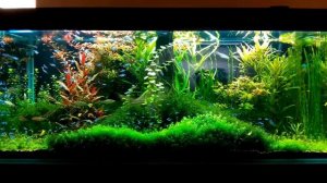 Аквариум 500 литров + пополнение 200 неонов (8 месяцев)