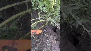 Морковь Кесена