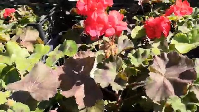 Герань на улице. Уход смотреть онлайн