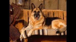 Все породы собак