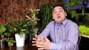 Сингониум. Уход в домашних условиях