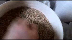 От чего УМИРАЮТ голуби ? What do pigeons die from  *** De la ce mor porumbeii !!!