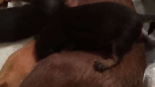 Тойчики кушают)) той терьер, той-терьер щенки смотреть онлайн