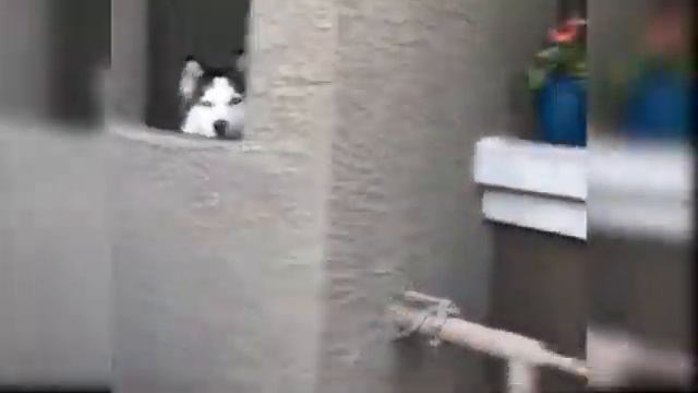 Collection of Cute Funny and Smart Pets №11 смотреть онлайн