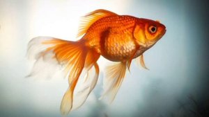 Интересные Факты про КАРАСЕЙ! + Информация для Подписчиков