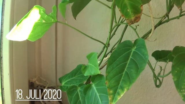 Grenadilla Projekt 1 2tes Jahr смотреть онлайн