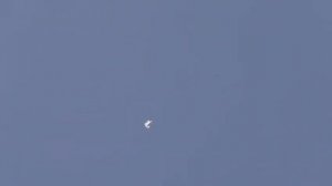 СВГ голуби,беленький