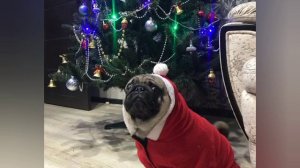#Мопсы #Мопс #Pugs #НовыйГод2021 #happynewyear