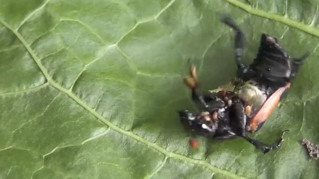 Букашки на даче у Наташки смотреть онлайн