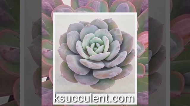 How to buy Korean rare succulents directly. смотреть онлайн