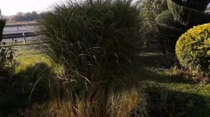 Заплетаем мискантус