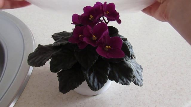 КАК ПРАВИЛЬНО МЫТЬ ФИАЛКИ! КАК ПОМЫТЬ И ОЧИСТИТЬ ЛИСТЬЯ ФИАЛКИ ОТ ПЫЛИ. смотреть онлайн