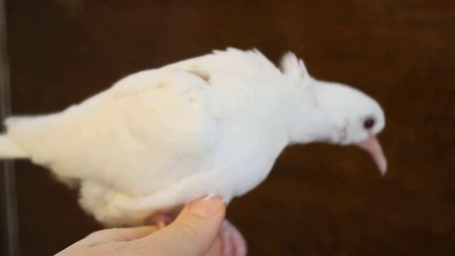 Смеющаяся горлица, птенец