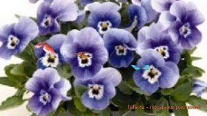 Фиалка рогатая Марина ? рогатая фиалка Марина обзор: как сажать, семена фиалки Марина