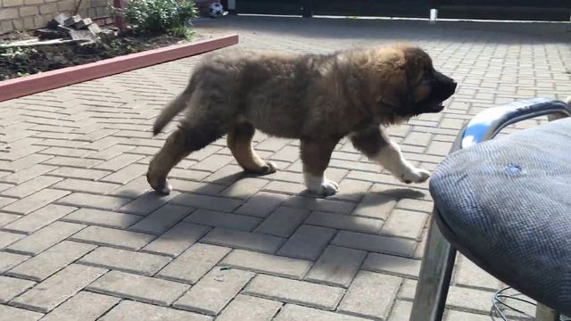 15.09.2016 Щенок Бархан - Соля 2 мес 19 дней смотреть онлайн