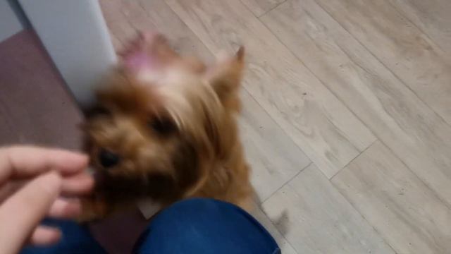 Комнатные цветы. Гусмания. Пересадка и отделение деток. смотреть онлайн