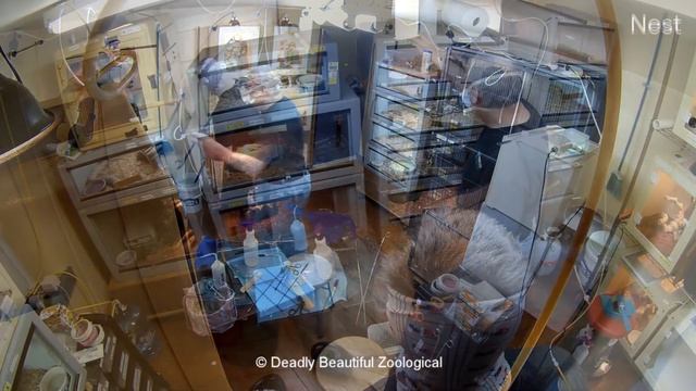 Scary Short: Pairing the Jararaca's смотреть онлайн