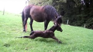 Дармуртский пони! (породы лошадей)